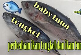 Tongkol Tuna Untuk Ibu Hamil Ikan Mas